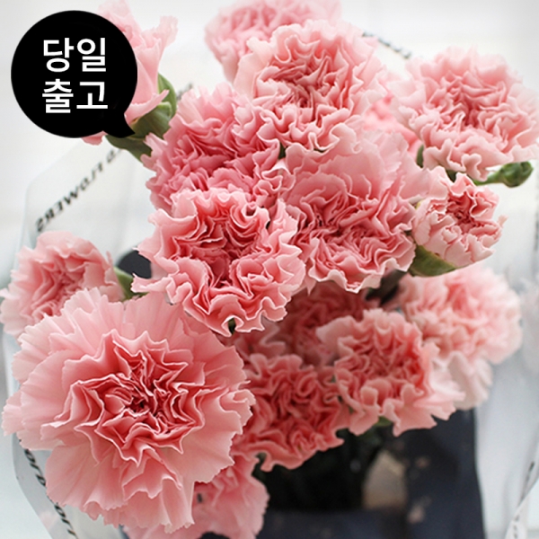 <B>[당일출고]</B><P></P> 콜롬비아 카네이션  <P></P>돈셀 (1단 19,800원)