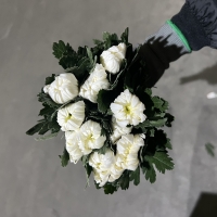 중국/백선 특상급/15단 - 5600원 10/2 출고