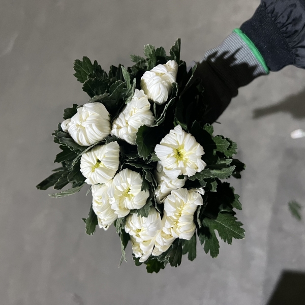 중국/백선 특상급/15단 - 5600원 10/2 출고