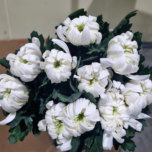  ★인기상품★  중국/ 마카도(특상)/ 15단 (1단 6,300원) 2/12(목) 발송예정