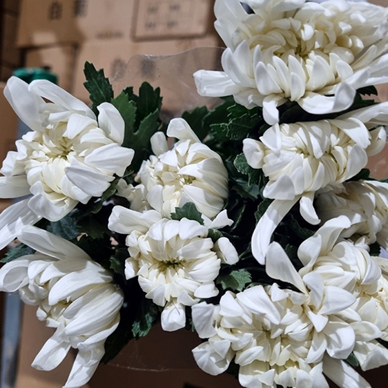 ★신상품★  중국/ 마카도(상)/ 15단 (1단 6,000원) 2/12(목) 발송예정