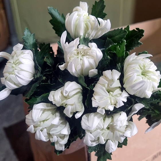  ★특가할인★  베트남/ 마카도(상)/ 15단 (1단 5,700원) 2/12(목) 발송예정