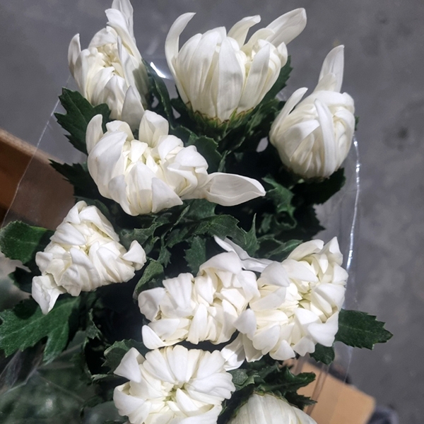  ★특가할인★  베트남/ 마카도(상)/ 15단 (1단 5,700원) 2/12(목) 발송예정