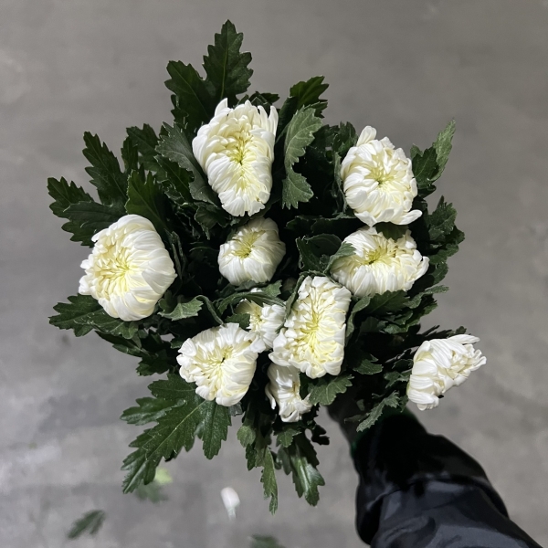 중국/백선 상급/15단 - 5200원 10/16 출고