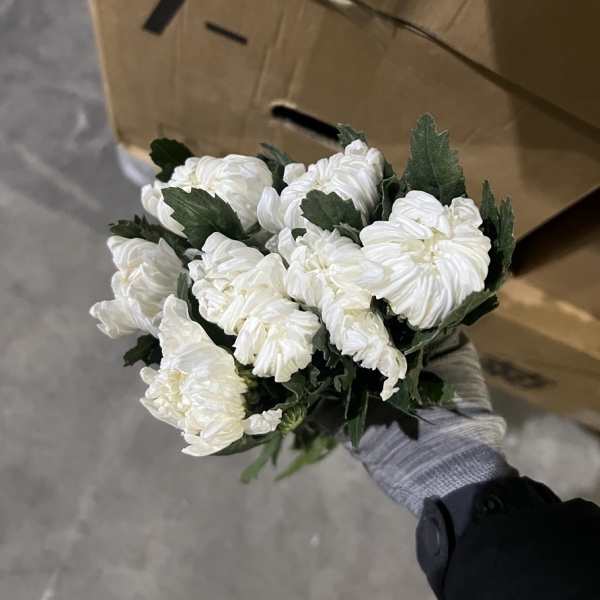 중국/백선 상급/15단 - 4200원 세일 상시출고