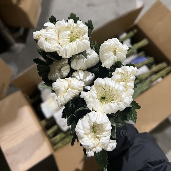 중국/백선 중급/18단 - 4500원 10/16 출고