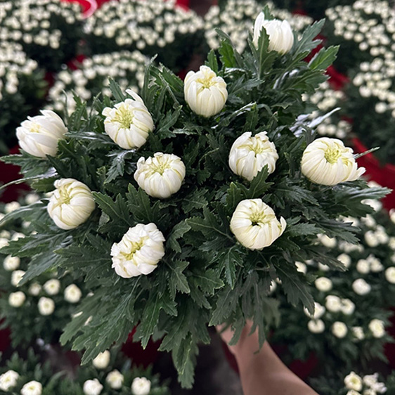 중국 / 백선(상) / 15단 5,500원 10/16 출고 예정!!