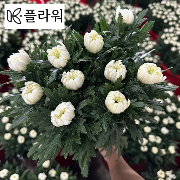 중국 / 백선(상) / 15단 5,500원 10/16 출고 예정!!