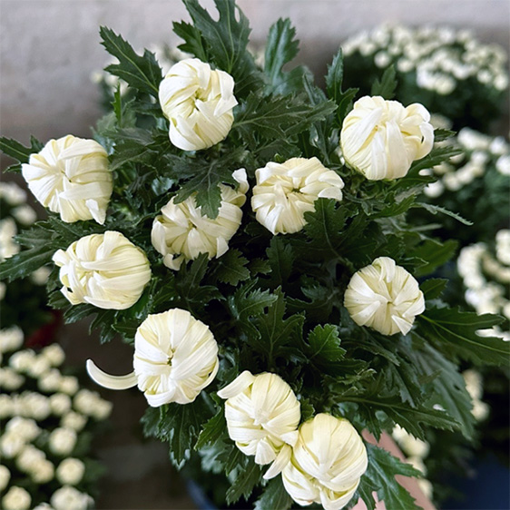 중국 / 백선(상) / 18단 4,500원 10/16 출고 예정!!