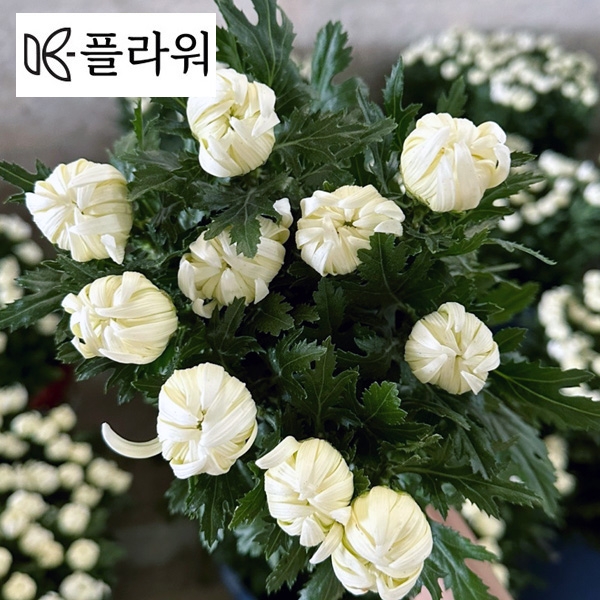 중국 / 백선(상) / 18단 4,500원 10/16 출고 예정!!