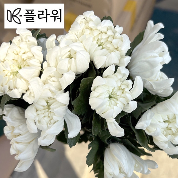 베트남 / 마카도(상) / 15단 5,500원 10/16 출고 예정!