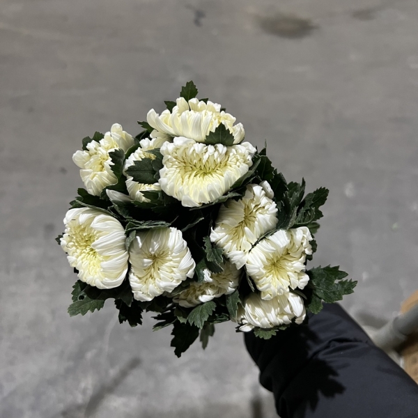 중국/백선 중급/15단 - 4200원 세일 상시출고 (20박스 한정)