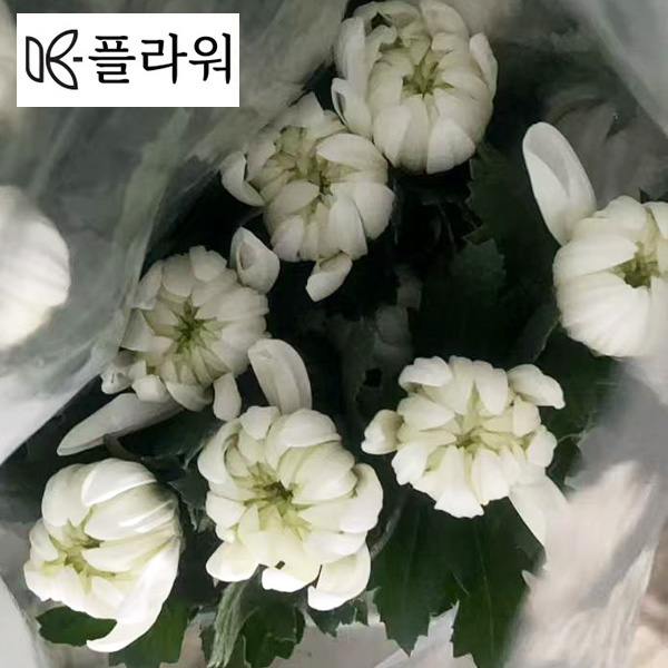 ☆한정판매☆﻿베트남 / 마카도(상) /18단 4,800원12/18출고예정!