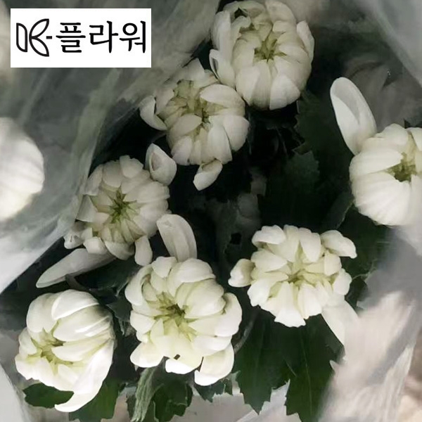 ☆한정판매☆﻿베트남 / 마카도(상) /18단 4,800원12/18출고예정!