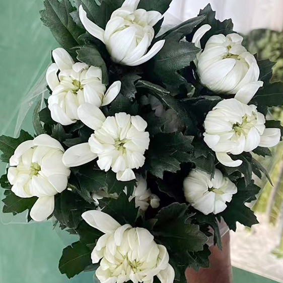 ★신상품★﻿베트남 / 마카도(상) /15단 5,800원12/18출고예정!