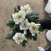 중국/마카도 특상급/15단 -5700원 2/12 출고