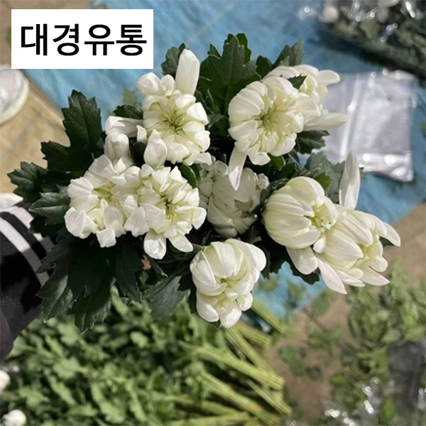 ★초특가★중국/마카도 15단 - 2000원 상시출고 재고떨이