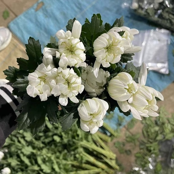 중국/마카도 상급/15단 - 5000원 12/4-5 출고