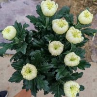 중국/신마 특상급/15단 - 5000원 10/30 출고