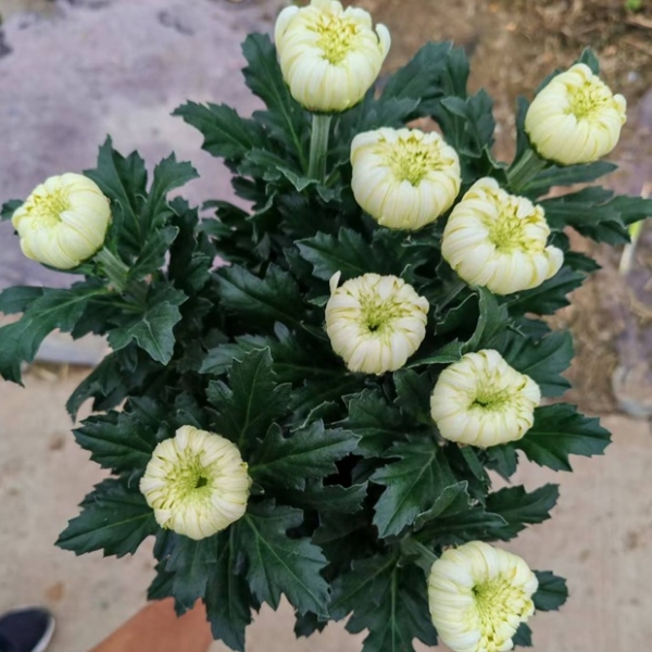 중국/신마 특상급/15단 - 5000원 10/30 출고