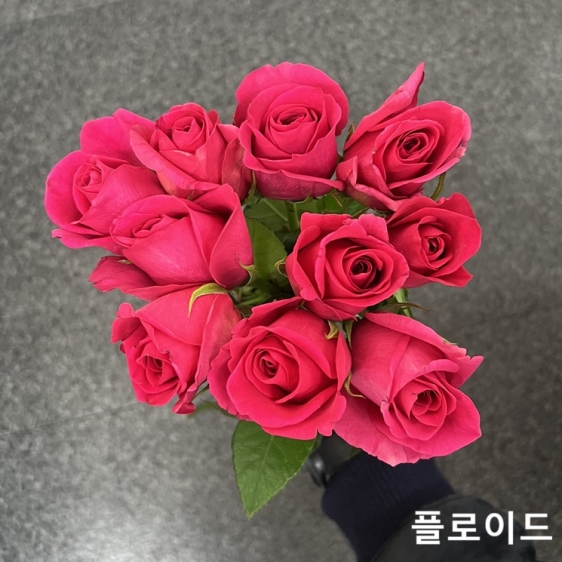 중국/장미 60cm 단종컬러/10단 - 11000원 매주 수요일 예약주문 마감 차주 수요일 발송