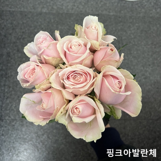 중국/장미 60cm 단종컬러/10단 - 11000원 매주 수요일 예약주문 마감 차주 수요일 발송