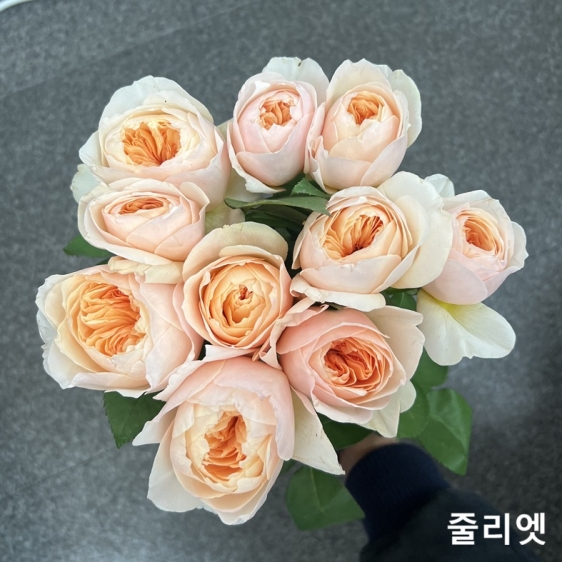 중국/장미 60cm 단종컬러/10단 - 11000원 매주 수요일 예약주문 마감 차주 수요일 발송