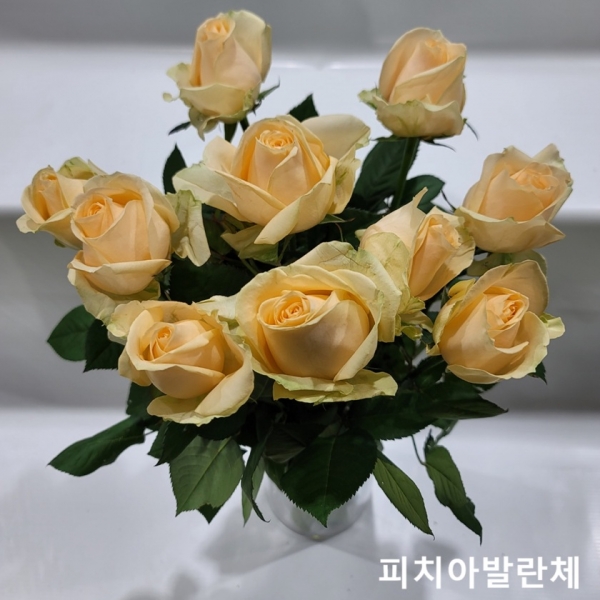 중국/장미 60cm 단종컬러/10단 - 11000원 매주 수요일 예약주문 마감 차주 수요일 발송