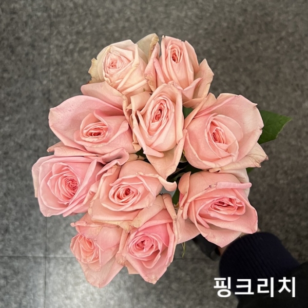 중국/장미 60cm 단종컬러/10단 - 11000원 매주 수요일 예약주문 마감 차주 수요일 발송