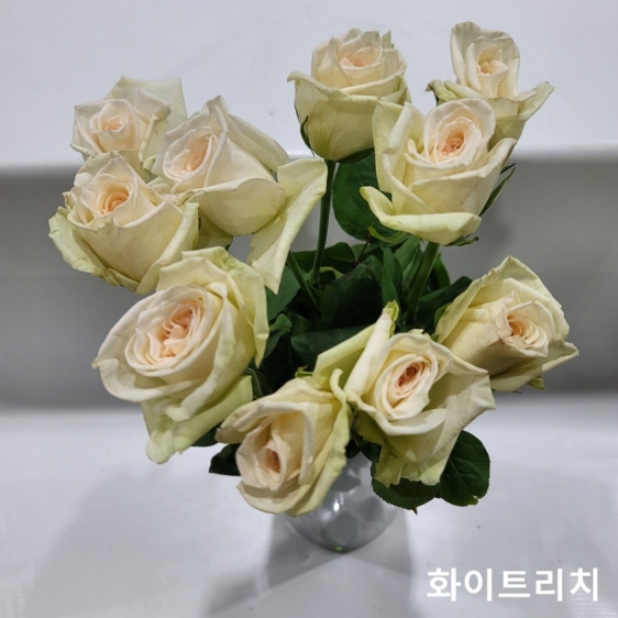 중국/장미 70cm 단종컬러/10단 - 13000원 2/23-24 발송