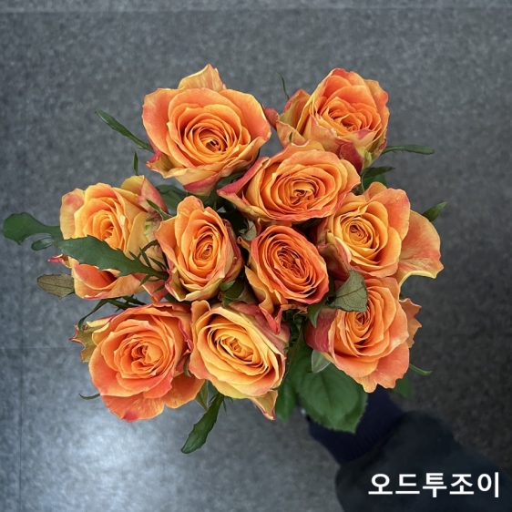 중국/장미 70cm 단종컬러/10단 - 13000원 2/23-24 발송