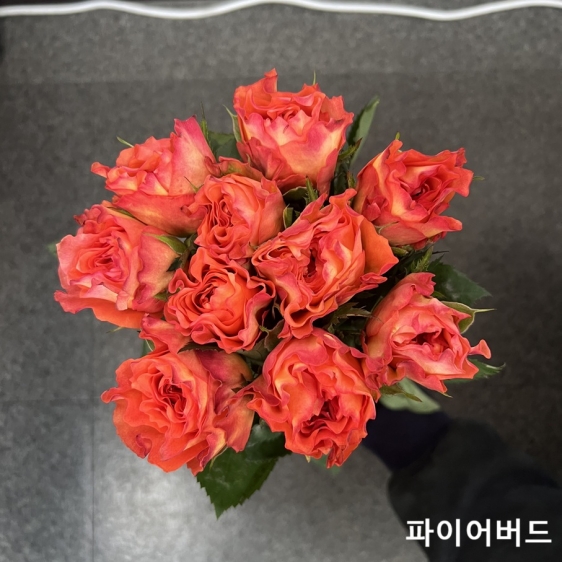 중국/장미 70cm 단종컬러/10단 - 13000원 2/23-24 발송