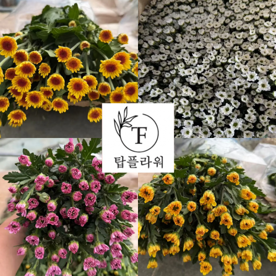 ★인기상품★  중국/ 소국 혼합/ 24단 (1단 5,700원) 2/12(목) 발송예정