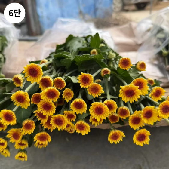 ★인기상품★  중국/ 소국 혼합/ 24단 (1단 5,700원) 2/12(목) 발송예정