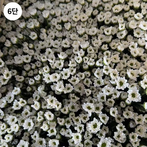 ★인기상품★  중국/ 소국 혼합/ 24단 (1단 5,700원) 2/12(목) 발송예정