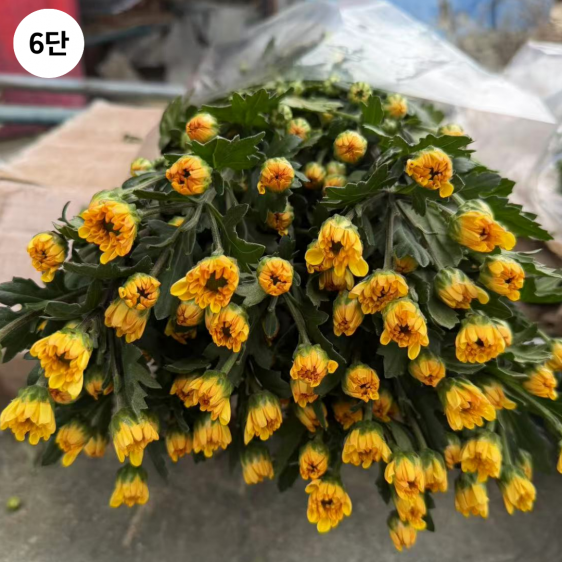 ★인기상품★  중국/ 소국 혼합/ 24단 (1단 5,700원) 2/12(목) 발송예정