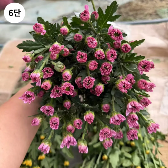 ★인기상품★  중국/ 소국 혼합/ 24단 (1단 5,700원) 2/12(목) 발송예정