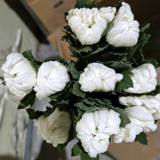 ☆회원전용 한정판매☆﻿베트남/화환용/15단4,500원1/22출고예정