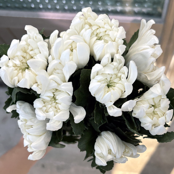 ☆회원전용 한정판매☆﻿베트남/제단용/15단5,500원1/22출고예정