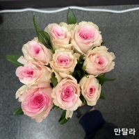 ★사전 예약 상품★﻿중국/장미 60cm 믹스A/10단 - 11,300원 5/13 발송 