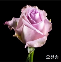 중국/장미 60cm 믹스B/10단 - 11,300원 5/6 주문마감 5/13 발송