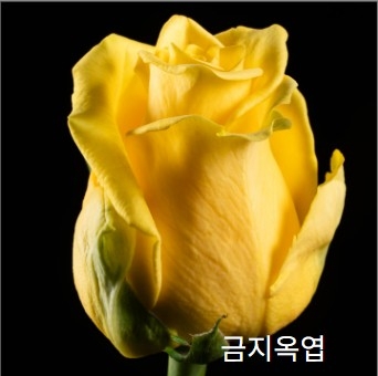 중국/장미 60cm 믹스B/10단 - 11,300원 5/6 주문마감 5/13 발송