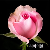 중국/장미 60cm 믹스B/10단 - 11,300원 5/6 주문마감 5/13 발송