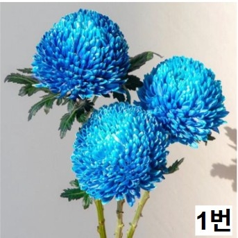 중국산 피오니 10단 단품/믹스 - 11,600원 5/6 주문마감 5/13 발송