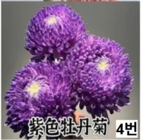중국산 피오니 10단 단품/믹스 - 11,600원 5/6 주문마감 5/13 발송