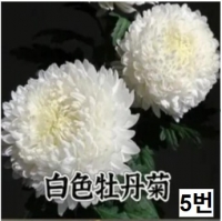 중국산 피오니 10단 단품/믹스 - 11,600원 5/6 주문마감 5/13 발송