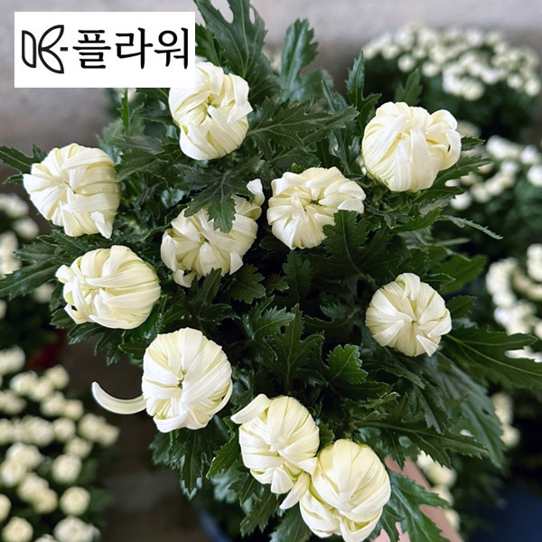 ★중국백선★﻿중국 /백선(상) /18단 5,800원※6월11일(목)출고예정