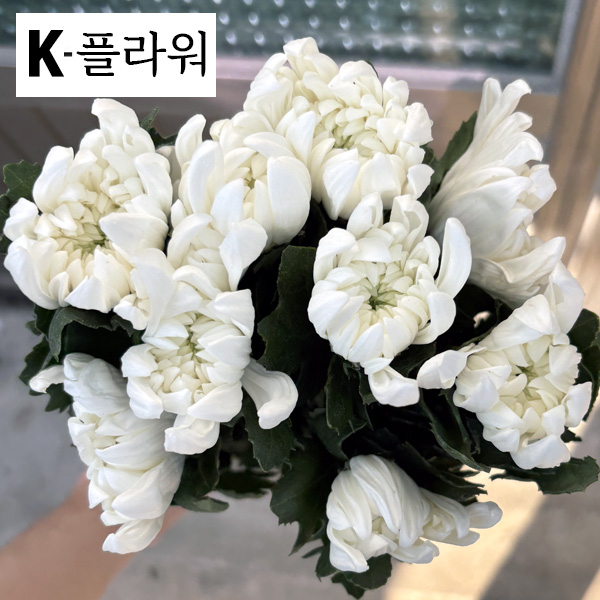 ★신상품★﻿베트남/백선(특)/15단 6,300원※5월13일(수)출고예정