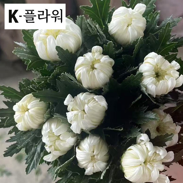 ★초초특가 20박스 한정★﻿중국 /화환용 /15단 5,500원※당일출고