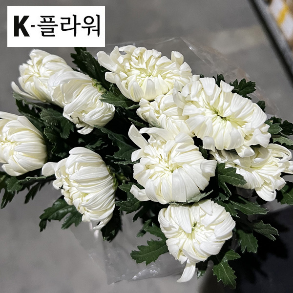 ☆당일출고☆중국 /백선(특) /15단 6,800원※당일출고